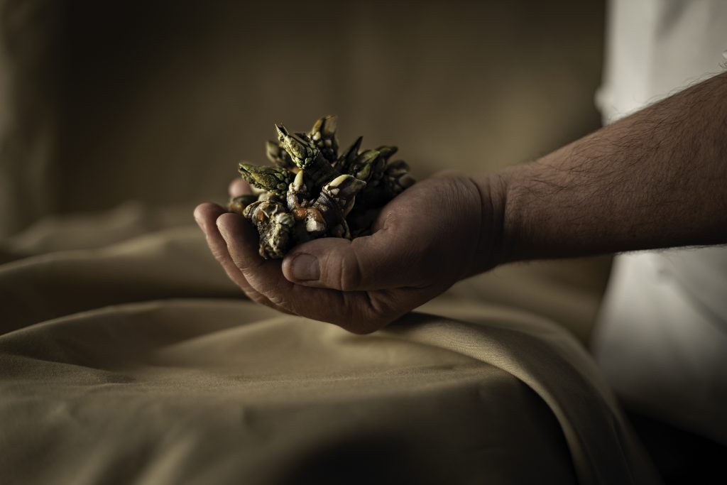 Percebes. A paixase que sabe